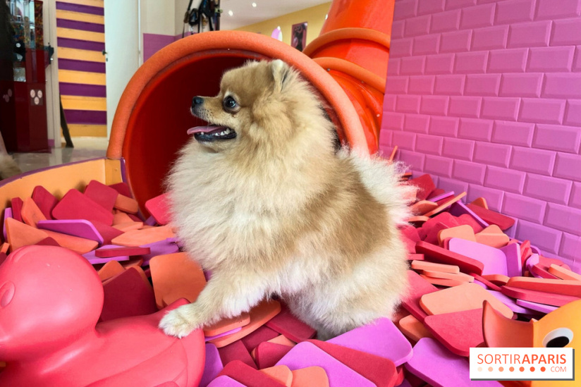 Patapwouf, le spot cani-friendly de Saint-Ouen - nos photos - AE8ADCA5 E843 42AC 8738 07BD7F10921B