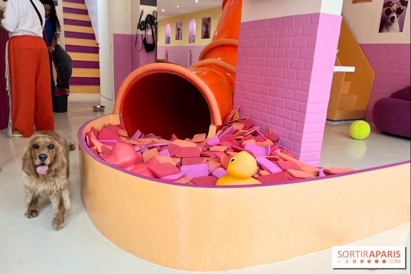 Patapwouf, le spot cani-friendly de Saint-Ouen - nos photos - B0605D0C 0E5A 47FE A9CE C6F0526C3A2F