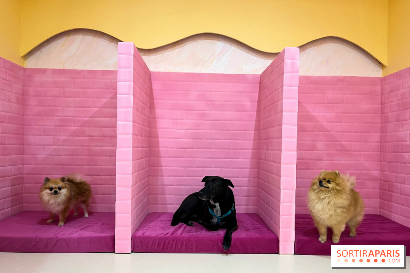 Patapwouf, le spot cani-friendly de Saint-Ouen - nos photos - EFD876A8 E455 49B4 A85E 02B255FF5AC9