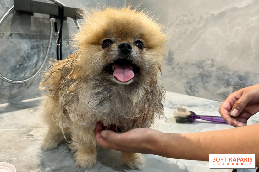 Patapwouf, le spot cani-friendly de Saint-Ouen - nos photos - F0F099CA D4D5 4057 8F22 EA80E51F0193