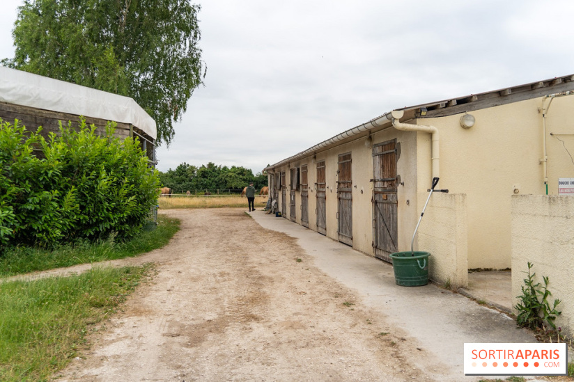 Balade en chevaux Henson en forêt de Fontainebleau  - A7C02826