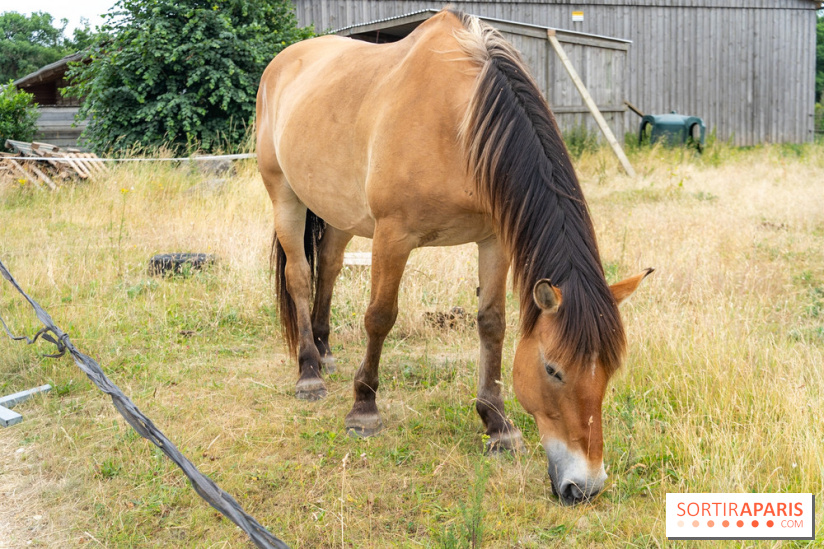 Balade en chevaux Henson en forêt de Fontainebleau  - A7C02828