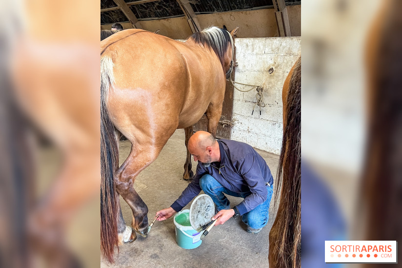 Balade en chevaux Henson en forêt de Fontainebleau  - IMG 1999