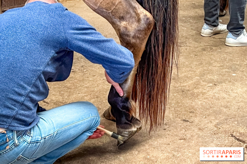 Balade en chevaux Henson en forêt de Fontainebleau  - IMG 2009