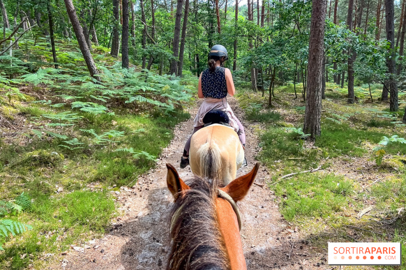 Balade en chevaux Henson en forêt de Fontainebleau  - IMG 2038