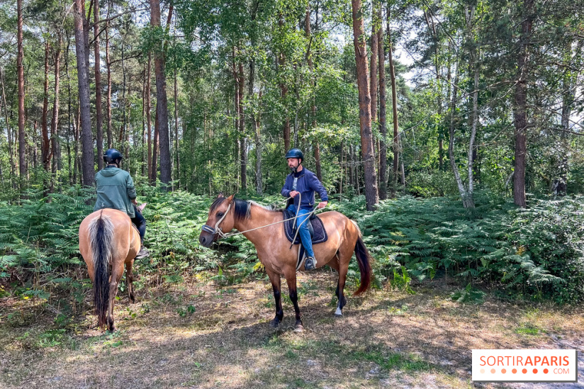 Balade en chevaux Henson en forêt de Fontainebleau  - IMG 2107