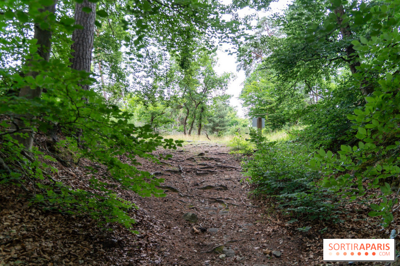 L'Hippodrome de la Solle à Fontainebleau - photos - A7C02777