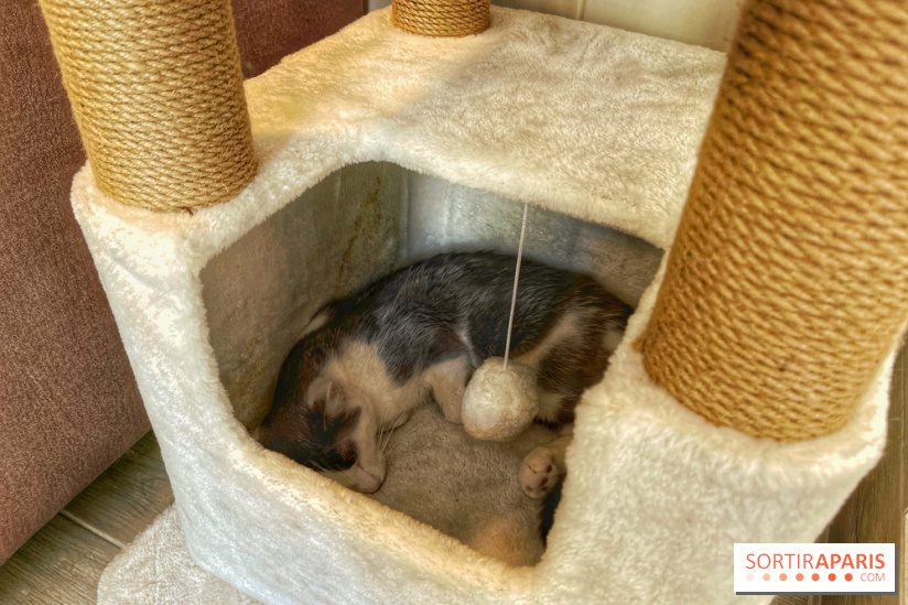 Chat-Rivari Café