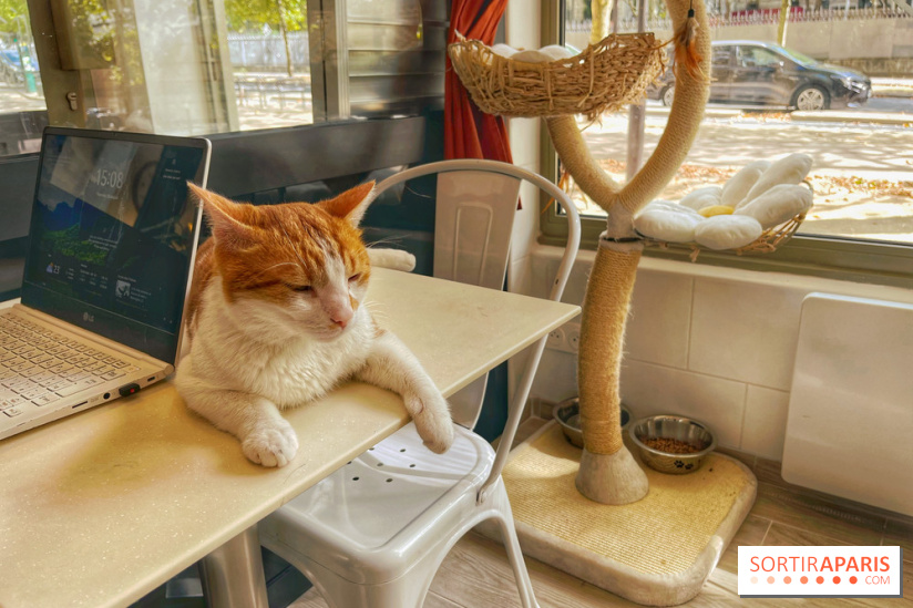 Chat-Rivari Café