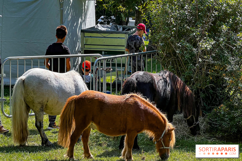 Tous en piste ! à Maisons-Laffitte (78): poneys, calèche et spectacles équestres gratuits au château - IMG 8225 jpg