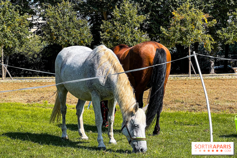 Tous en piste ! à Maisons-Laffitte (78): poneys, calèche et spectacles équestres gratuits au château