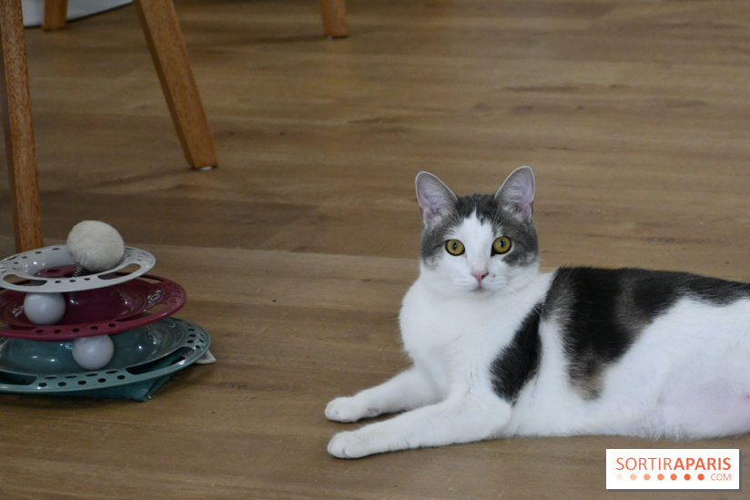 Koneko Work : le café coworking pour travailler en compagnie des chats - (1) Fotor