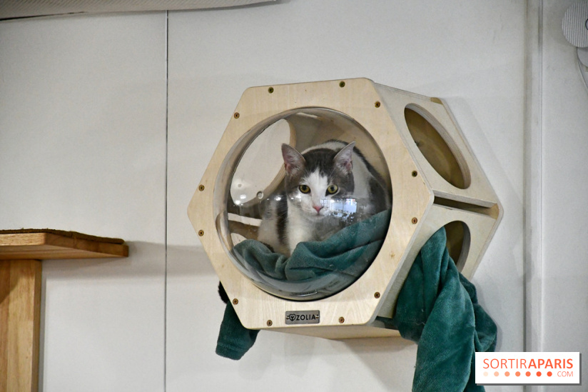Koneko Work : le café coworking pour travailler en compagnie des chats