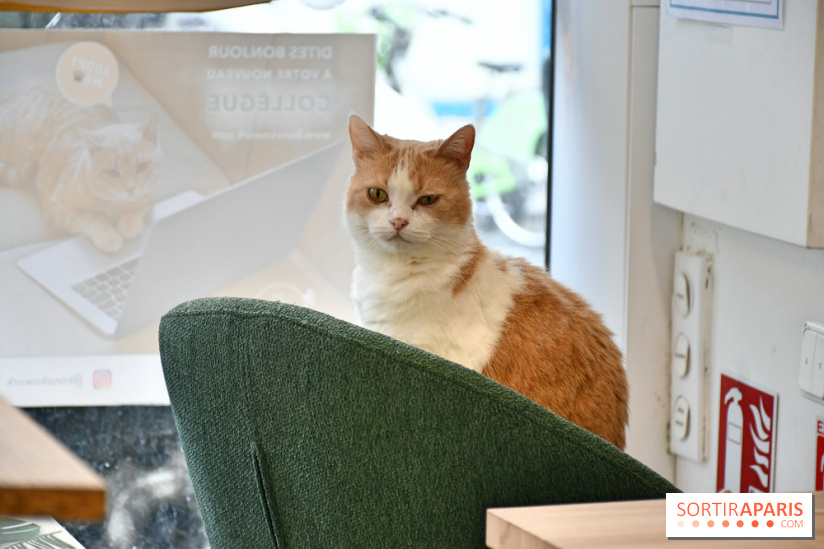 Koneko Work : le café coworking pour travailler en compagnie des chats - DSC 5238