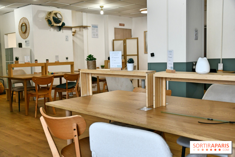Koneko Work : le café coworking pour travailler en compagnie des chats