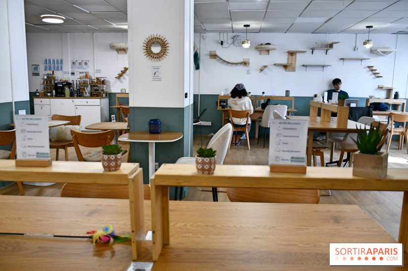 Koneko Work : le café coworking pour travailler en compagnie des chats - DSC 5247