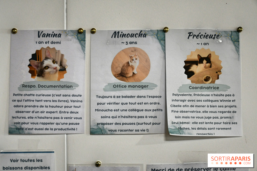 Koneko Work : le café coworking pour travailler en compagnie des chats - DSC 5257