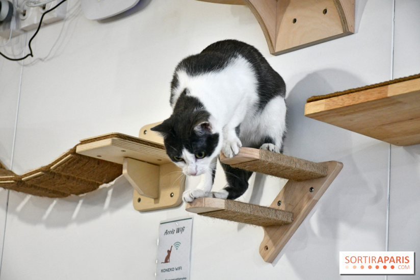 Koneko Work : le café coworking pour travailler en compagnie des chats - DSC 5262