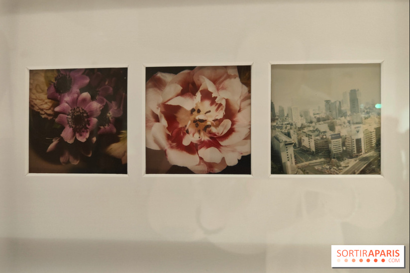 Polaraki, mille polaroids d'Araki Nobuyoshi : l'exposition du musée Guimet se dévoile - fotor 1759249760856