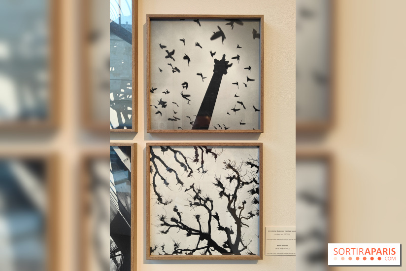 Gaston Paris - L'équilibre du carré : l'exposition photo gratuite de la galerie Roger-Viollet