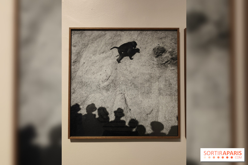 Gaston Paris - L'équilibre du carré : l'exposition photo gratuite de la galerie Roger-Viollet - fotor 1760012156749