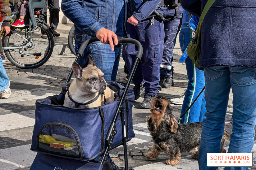 La Marche des animaux à Paris : défilé gratuit, ouvert aux chiens, chats ... sur les Champs-Élysées