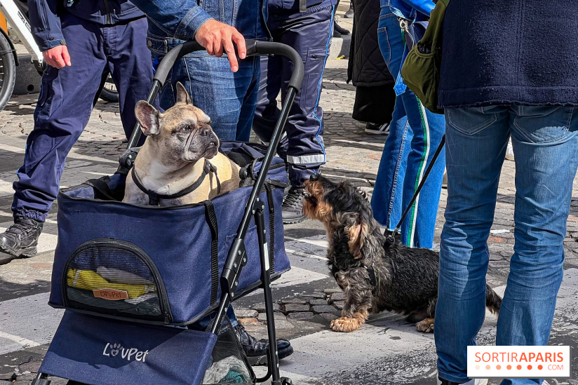 La Marche des animaux à Paris : défilé gratuit, ouvert aux chiens, chats ... sur les Champs-Élysées