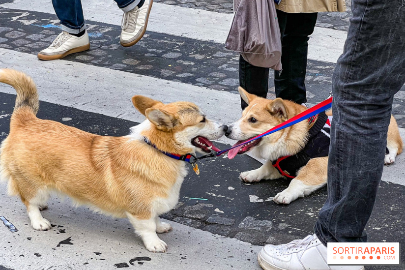 La Marche des animaux à Paris : défilé gratuit, ouvert aux chiens, chats ... sur les Champs-Élysées