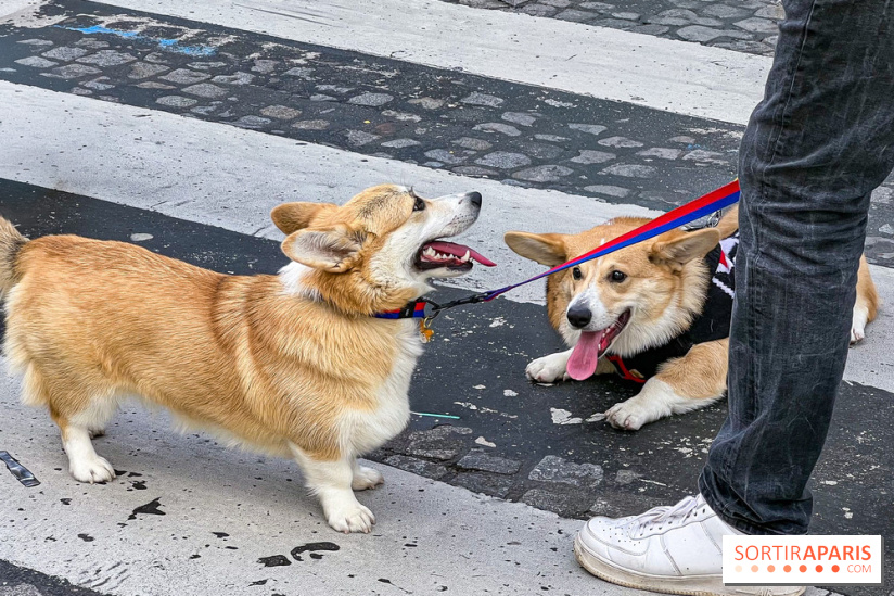 La Marche des animaux à Paris : défilé gratuit, ouvert aux chiens, chats ... sur les Champs-Élysées