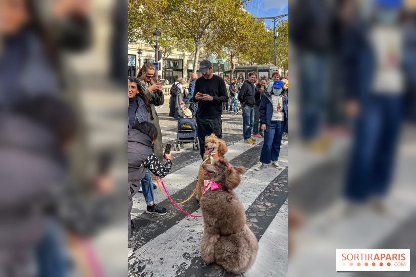 La Marche des animaux à Paris : défilé gratuit, ouvert aux chiens, chats ... sur les Champs-Élysées