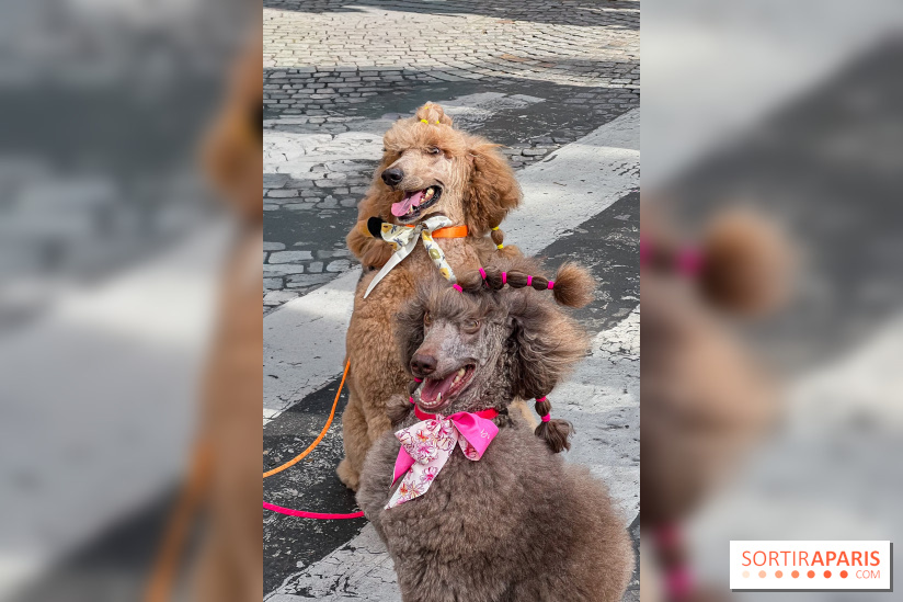 La Marche des animaux à Paris : défilé gratuit, ouvert aux chiens, chats ... sur les Champs-Élysées