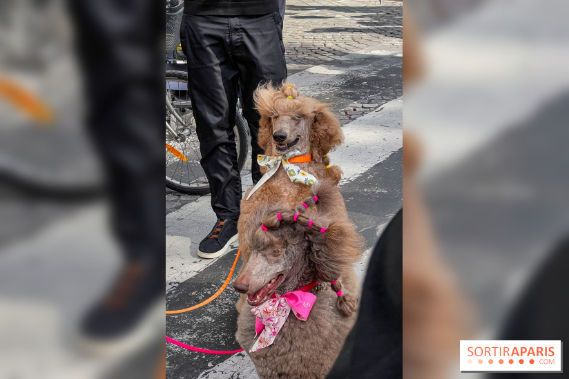 La Marche des animaux à Paris : défilé gratuit, ouvert aux chiens, chats ... sur les Champs-Élysées