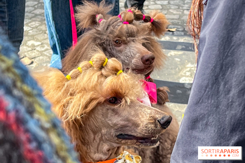La Marche des animaux à Paris : défilé gratuit, ouvert aux chiens, chats ... sur les Champs-Élysées
