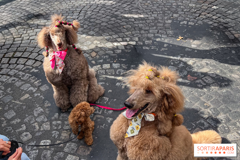 La Marche des animaux à Paris : défilé gratuit, ouvert aux chiens, chats ... sur les Champs-Élysées