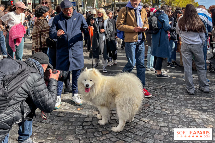 La Marche des animaux à Paris : défilé gratuit, ouvert aux chiens, chats ... sur les Champs-Élysées