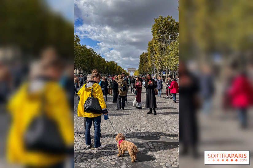 La Marche des animaux à Paris : défilé gratuit, ouvert aux chiens, chats ... sur les Champs-Élysées