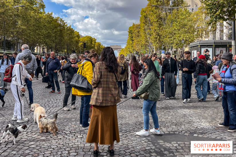 La Marche des animaux à Paris : défilé gratuit, ouvert aux chiens, chats ... sur les Champs-Élysées