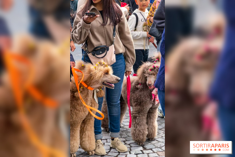 La Marche des animaux à Paris : défilé gratuit, ouvert aux chiens, chats ... sur les Champs-Élysées