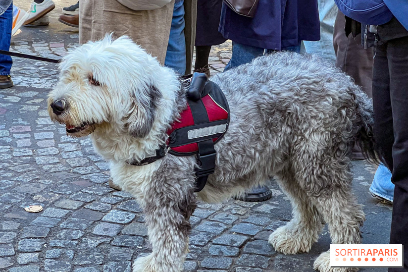 La Marche des animaux à Paris : défilé gratuit, ouvert aux chiens, chats ... sur les Champs-Élysées