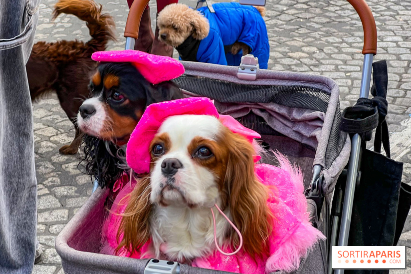 La Marche des animaux à Paris : défilé gratuit, ouvert aux chiens, chats ... sur les Champs-Élysées - IMG 5610