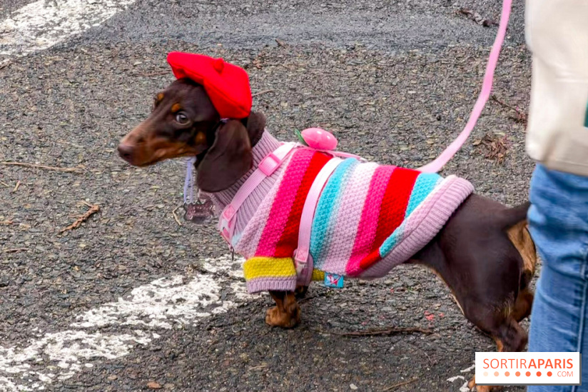 Paris Sausage Walk, la Marche des Teckels 2025