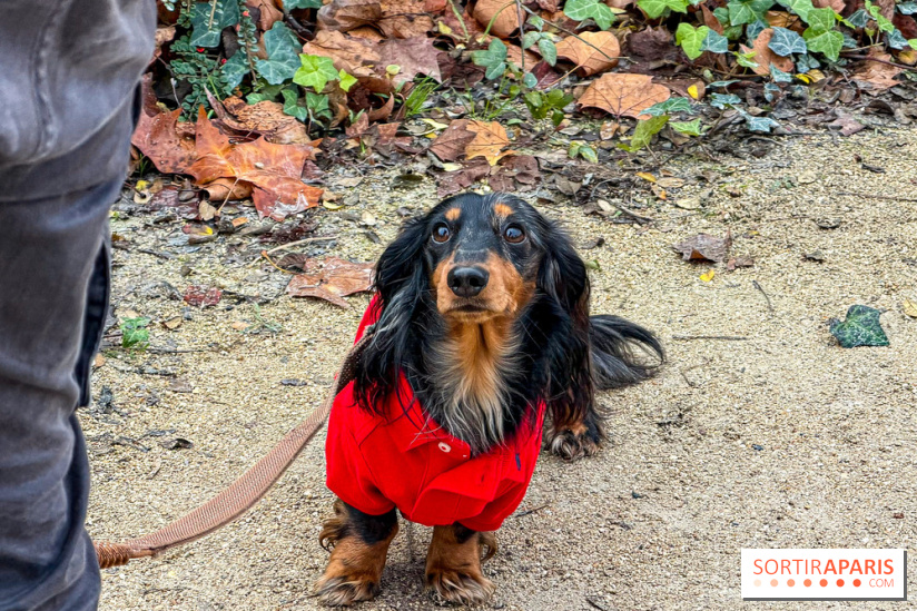 Paris Sausage Walk, la Marche des Teckels 2025