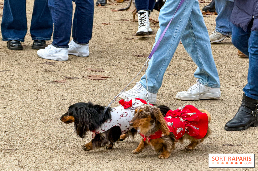Paris Sausage Walk, la Marche des Teckels 2025