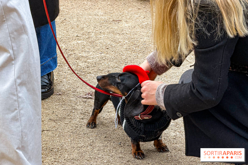 Paris Sausage Walk, la Marche des Teckels 2025