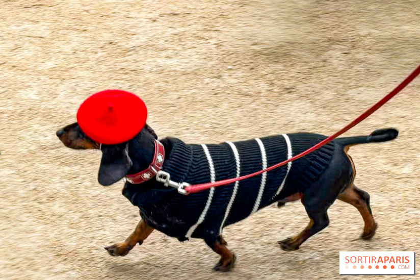 Paris Sausage Walk, la Marche des Teckels 2025
