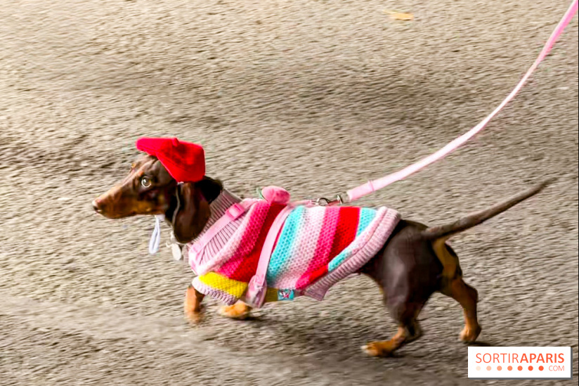 Paris Sausage Walk, la Marche des Teckels 2025