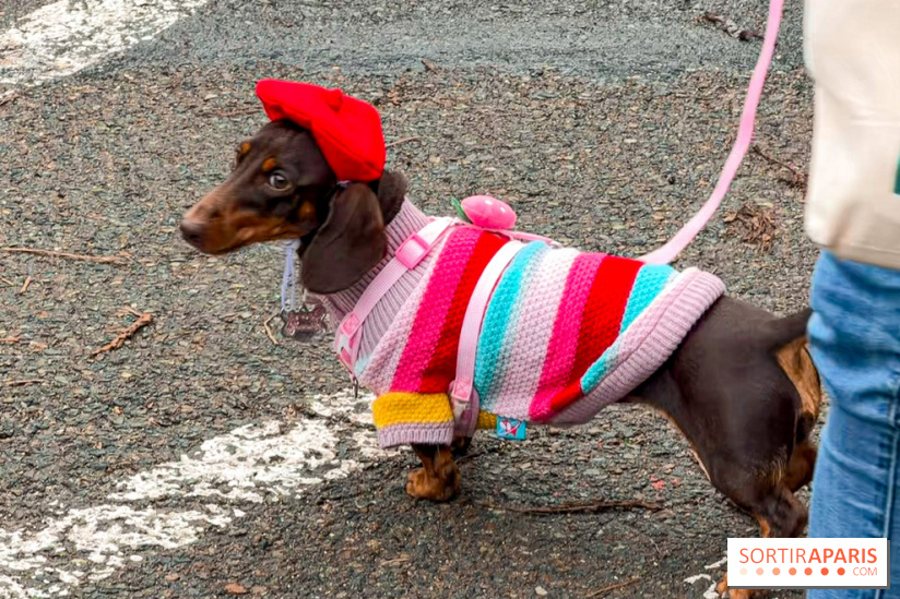 Paris Sausage Walk, la Marche des Teckels 2025