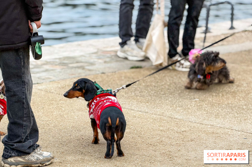 Paris Sausage Walk, la Marche des Teckels 2025