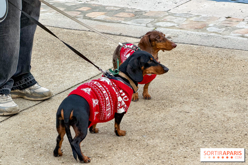 Paris Sausage Walk, la Marche des Teckels 2025
