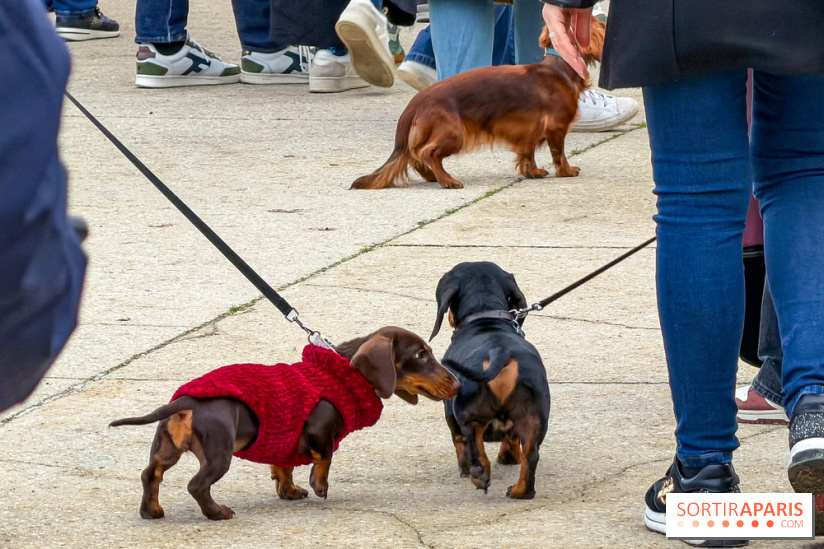 Paris Sausage Walk, la Marche des Teckels 2025